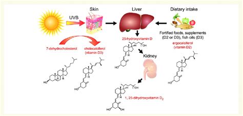 Vitamin D synthesis and metabolism. Vitamin D is photosynthesized in ...