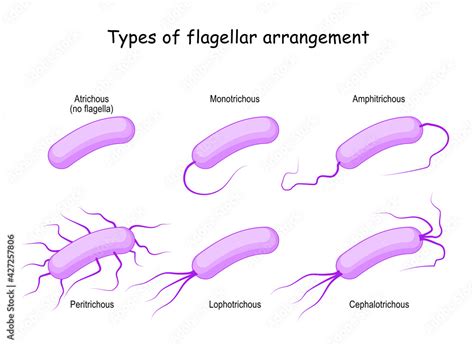 Types of flagellar arrangement. bacteria Stock Vector | Adobe Stock