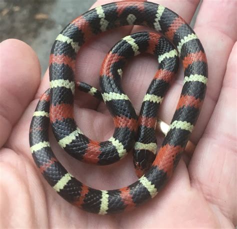 Scarlet king snake, just north of Charleston, SC. : r/herpetology