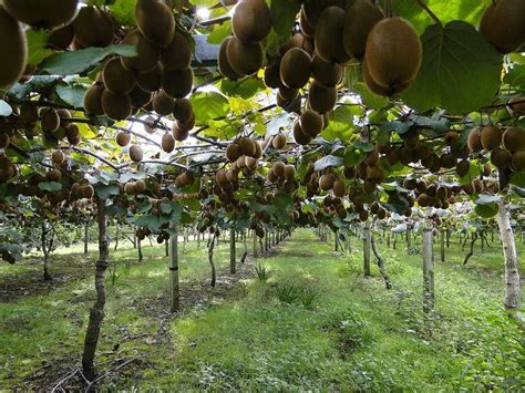 Kiwi Farming, Kiwi tree fruit Planting, Kiwi plant