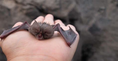 Fruit Bat Pictures - AZ Animals