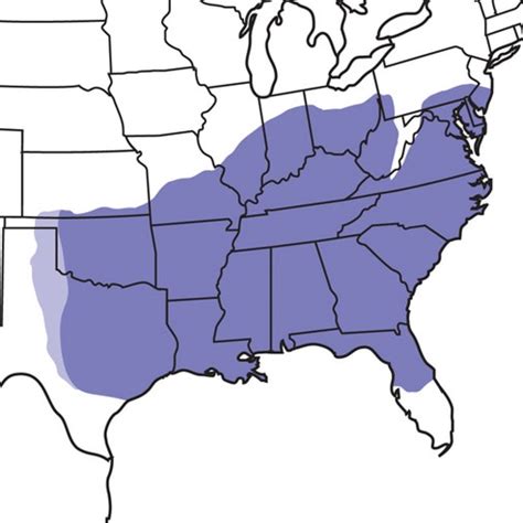 Carolina Chickadee | Audubon Field Guide