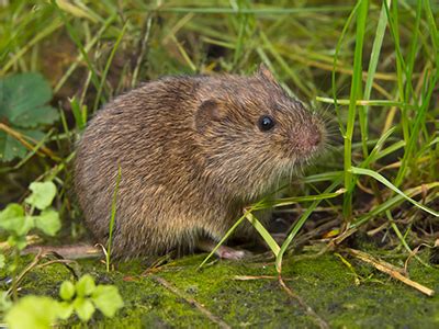 Vole Identification Guide | What Is A Vole, What Do They Eat & Look Like