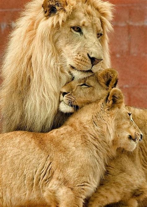 Lion And Lioness – The Royal Couple At Their Best - Tail and Fur