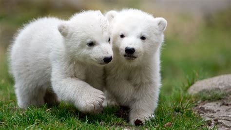 German polar bear cubs make their debut - CBS News