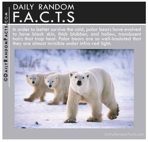 Polar Bear Fact | Polar bear facts, Polar bear wallpaper, Pictures of ...