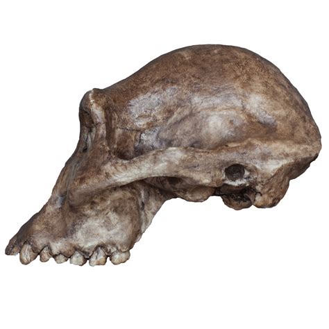 Australopithecus afarensis (Economy Cranium) For Sale – Skulls ...