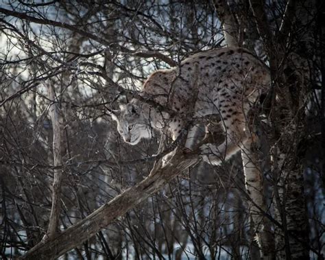 Eurasian Lynx | Mammals Wiki | Fandom