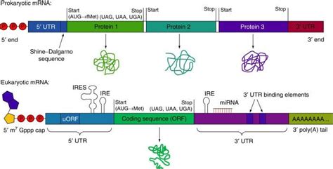 Messenger RNA (mRNA)- Definition, Structure, Processing, Types, Functions