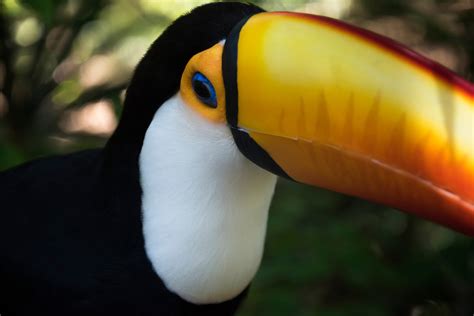 Toco Toucan Habitat