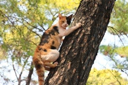 Why your cat needs to climb | Cat development