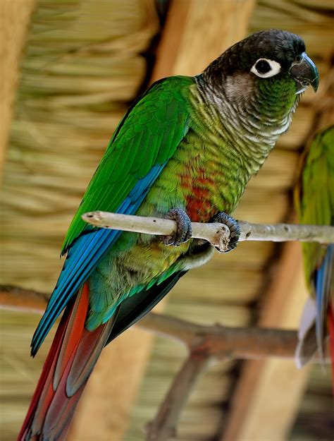 Green-cheeked parakeet - Wikipedia