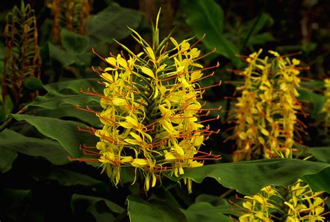 Flowering Ginger Plants Profile