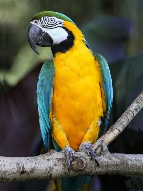 Parrot Encyclopedia | Blue-and-yellow Macaw | World Parrot Trust