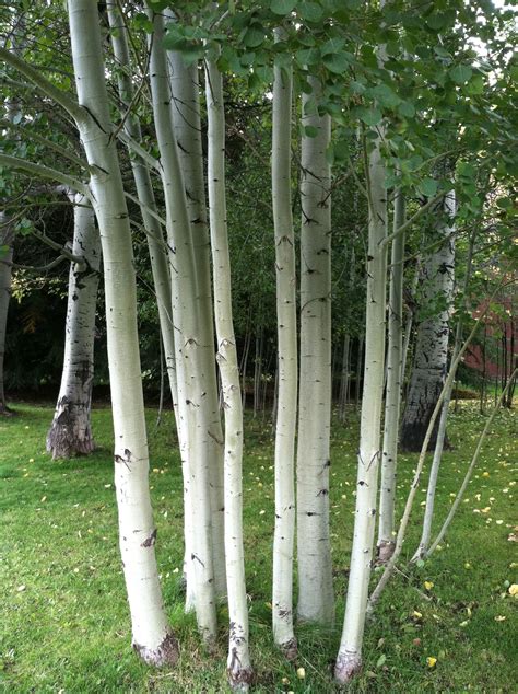 European White Birch, National tree of Finland ... they are beautiful ...