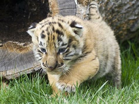 61 best images about orange tiger cubs on Pinterest