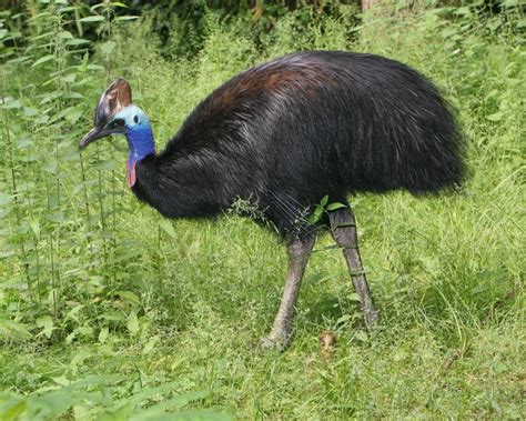 Southern Cassowary - Facts, Diet, Habitat & Pictures on Animalia.bio