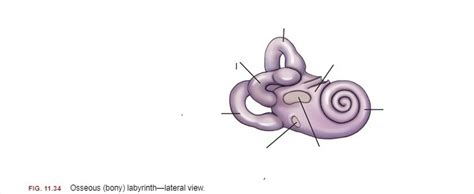 osseous labyrinth Diagram | Quizlet