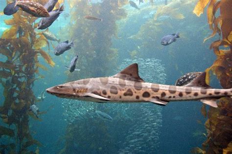 Leopard Shark In His Natural Habitat - Shark Facts and Information