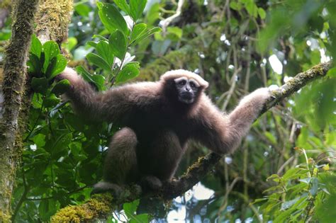 Five Fun Facts About Gibbons - The Leakey Foundation