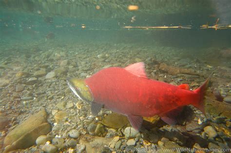 Spawning Salmon | Photos by Ron Niebrugge