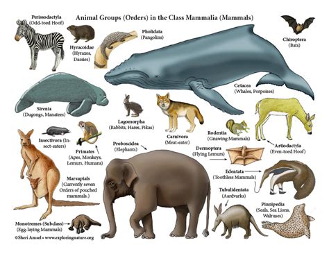 Mammals Poster