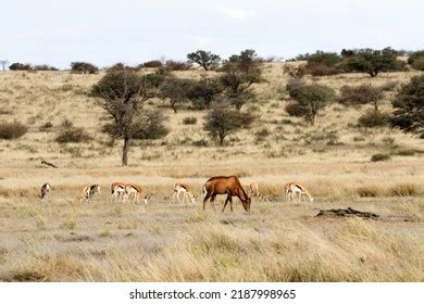 8,054 Veld landscape Images, Stock Photos & Vectors | Shutterstock