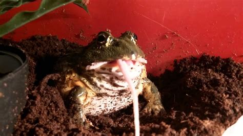 Pixie frog eating a mouse - YouTube