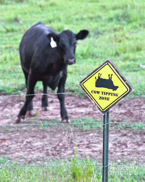 Cow Tipping Zone Photograph by Billy Knight - Fine Art America