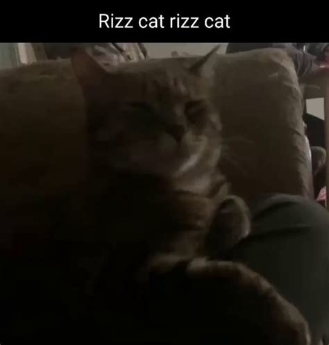 Rizz cat rizz cat - iFunny