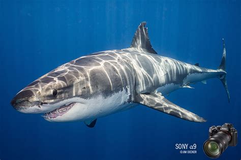 Great White Sharks Underwater