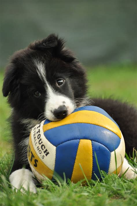 Border Collie Training