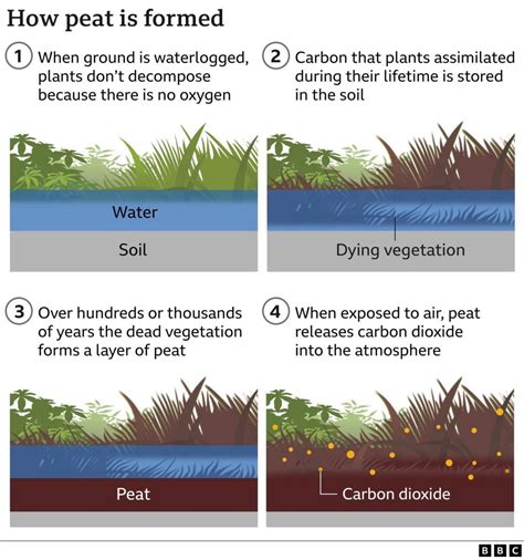 Peat soil fires: Campaigners say England's 'rainforests' illegally ...