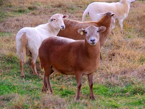 Katahdin Sheep, Local Farm, Down On The Farm, Country Scenes, The Old ...