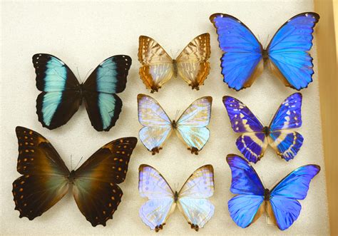 What Gives the Morpho Butterfly Its Magnificent Blue? | KQED