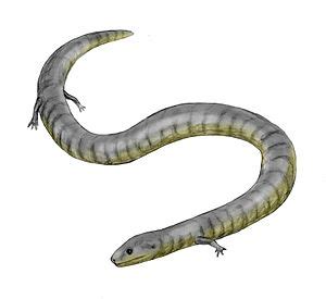 Caecilian Facts for Kids