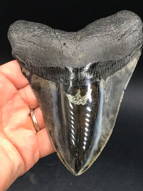 Megalodon Tooth