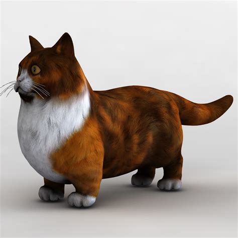 munchkin cat animal 3d model