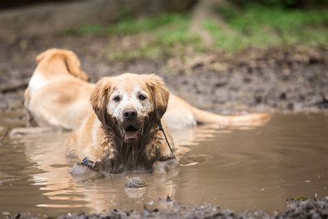 Do Mud Puppies Make Noise