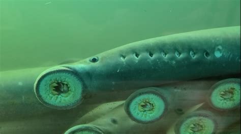 DVIDS - News - Pacific lamprey returns eclipsing other years