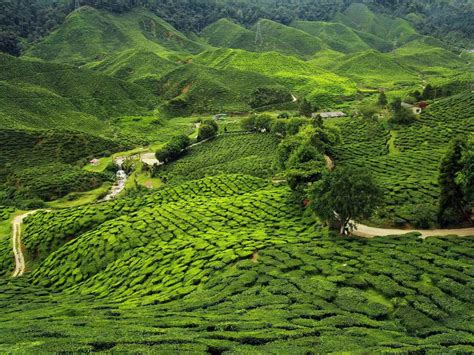 The Assam tea plantations in Northeast India have lush green tea fields ...