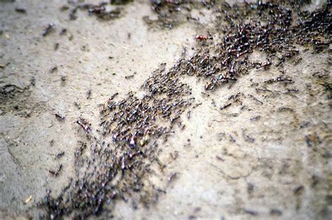 An ant colony has memories that its individual members don’t have