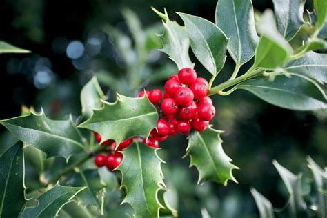 The Holly Story: Thorns, Berries, and Ancient Meanings - Petal Republic