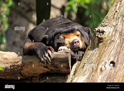 Sun bear or honey bear (Helarctos malayanus), resting, captive, Miami ...