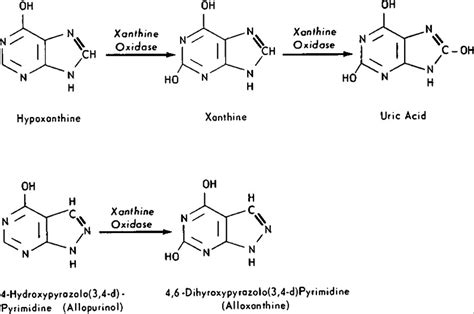 An Enzymatic Basis for Variation in Response to Allopurinol ...