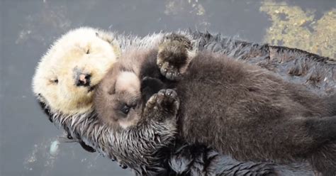 Mom Holding Baby Otter | Video | POPSUGAR Pets