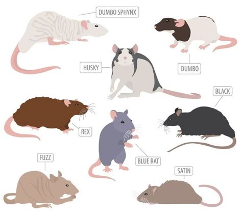 Pet Rat Breed & Varieties: Types of Pet Rats (Pictures) | Pet rats ...