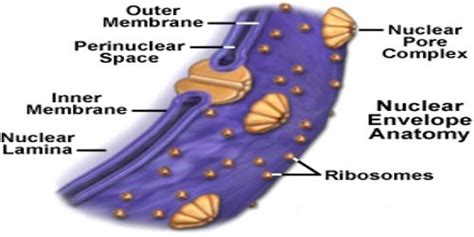 Nuclear Membrane: Function and Structure - QS Study