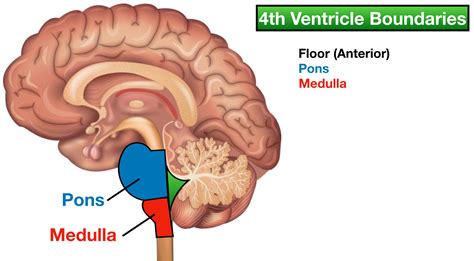 Brain Diagram Ventricles