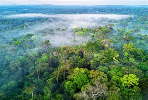 Thanks to humanity, the Brazilian Amazon is now releasing more carbon ...